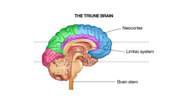 The three brains in your head