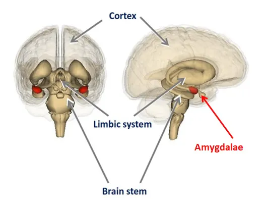 Coaching for inspiration - amygdalae%2011 May 18