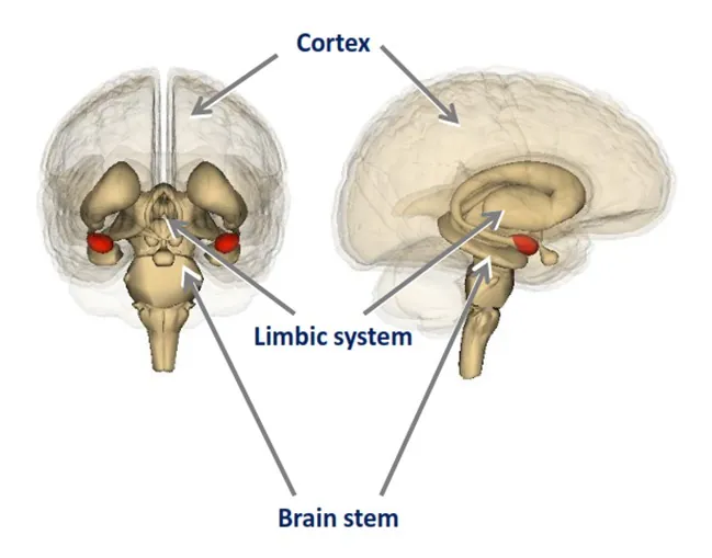 What your brain is for