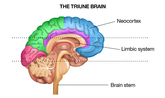 Coaching for inspiration - the%20triune%20brain%208 Sep 17